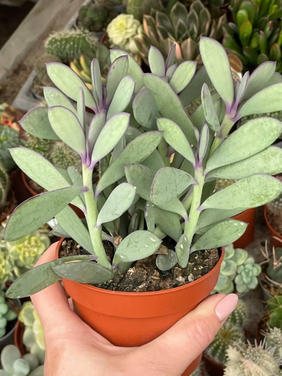 Succulent Senecio Crassissimus - View 11 from www redcrocus com