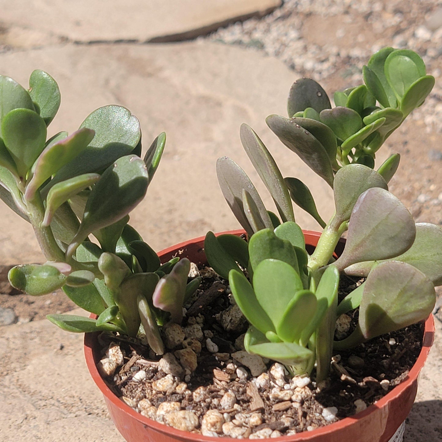 Succulent Senecio Crassissimus - View 7 from www redcrocus com