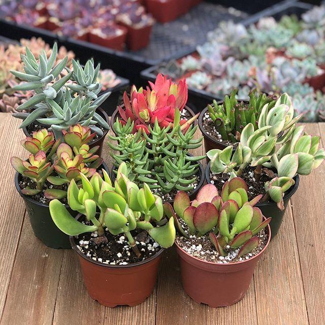 Crassula Assorted - View 12 from www redcrocus com
