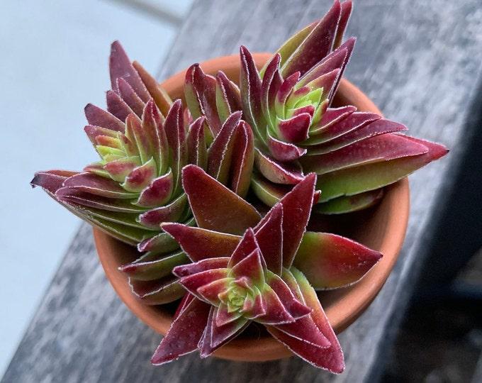 Crassula Assorted - View 13 from www redcrocus com