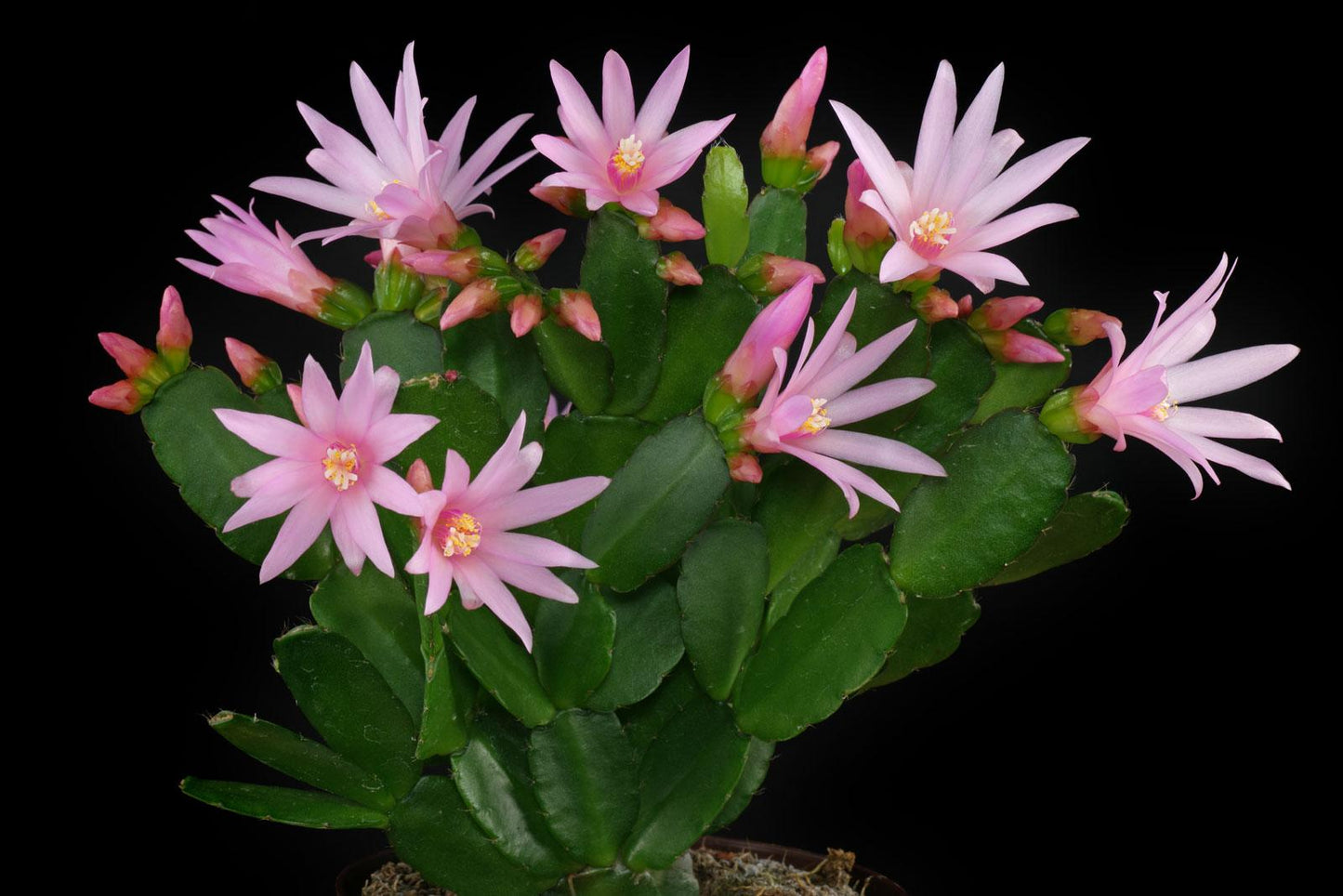 Hatiora Assorted - View 12 from www redcrocus com