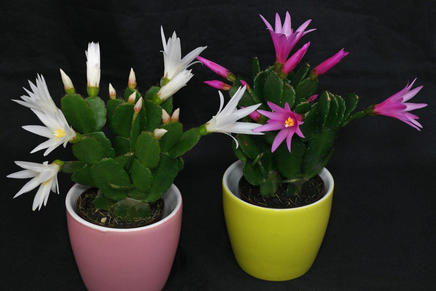 Hatiora Assorted - View 18 from www redcrocus com