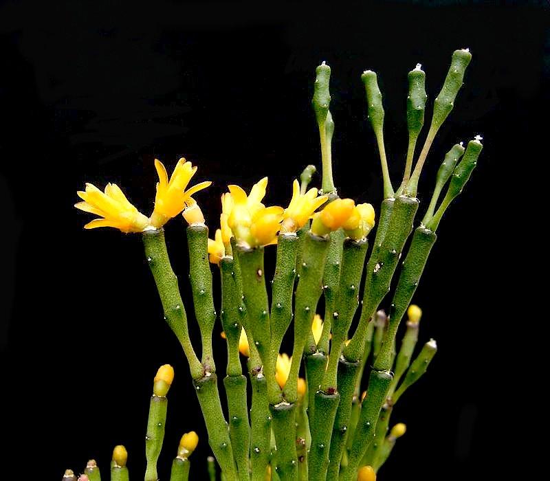 Hatiora Assorted - View 3 from www redcrocus com