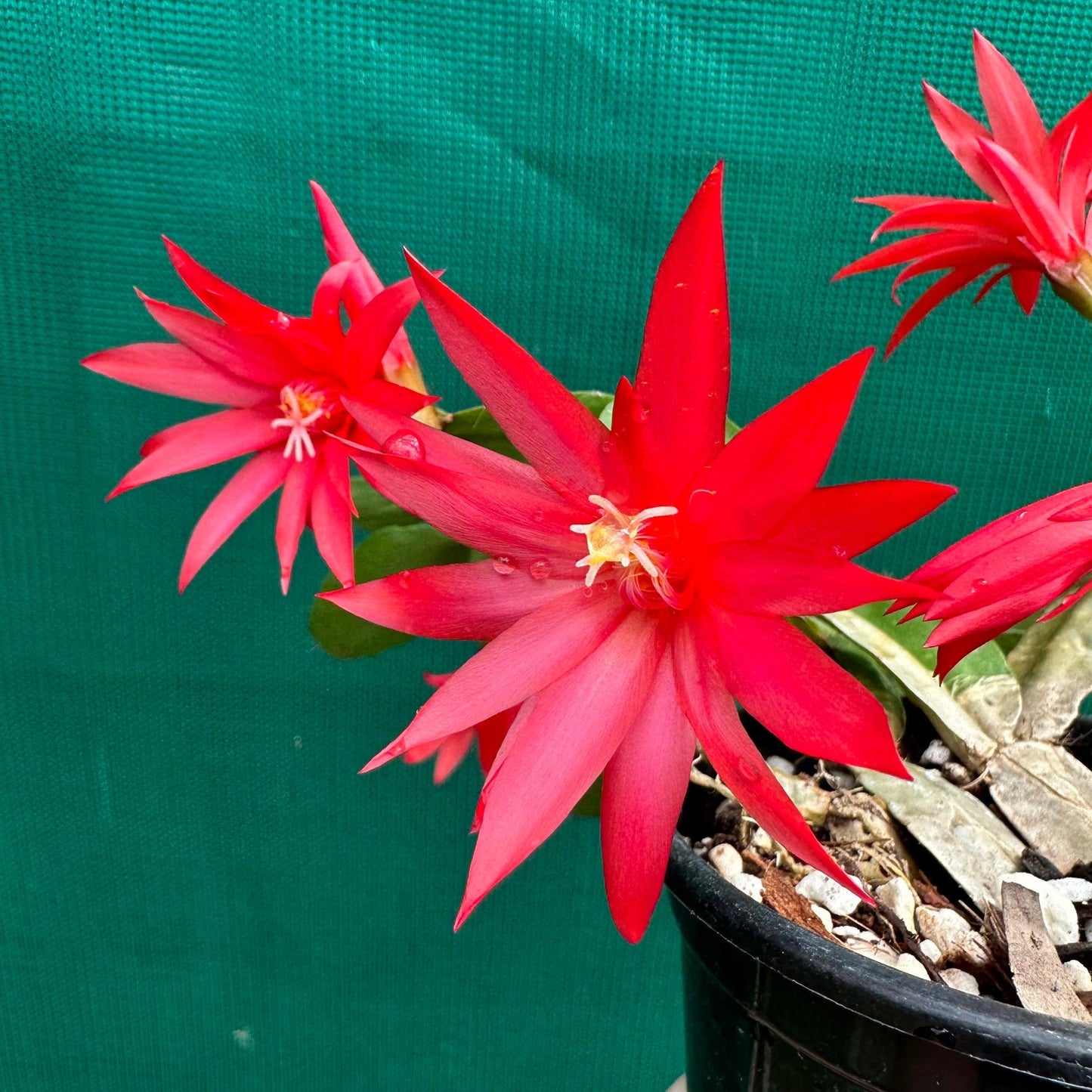 Hatiora Assorted - View 7 from www redcrocus com
