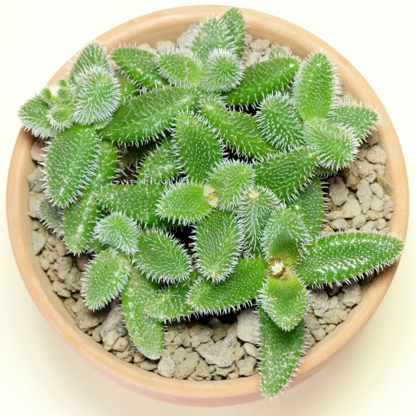 Delosperma Echinatum - View 11 from www redcrocus com