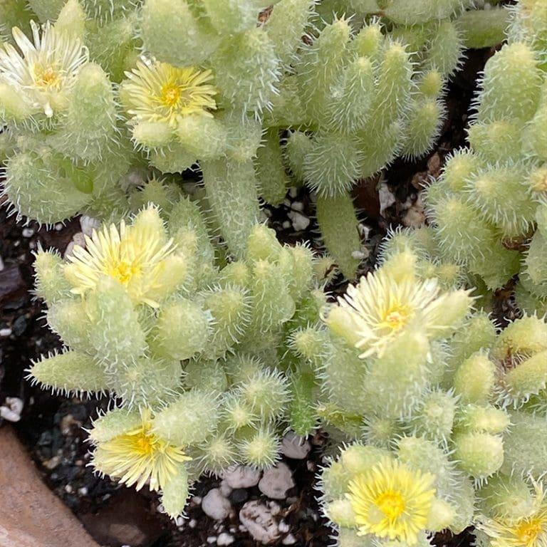 Delosperma Echinatum - View 14 from www redcrocus com