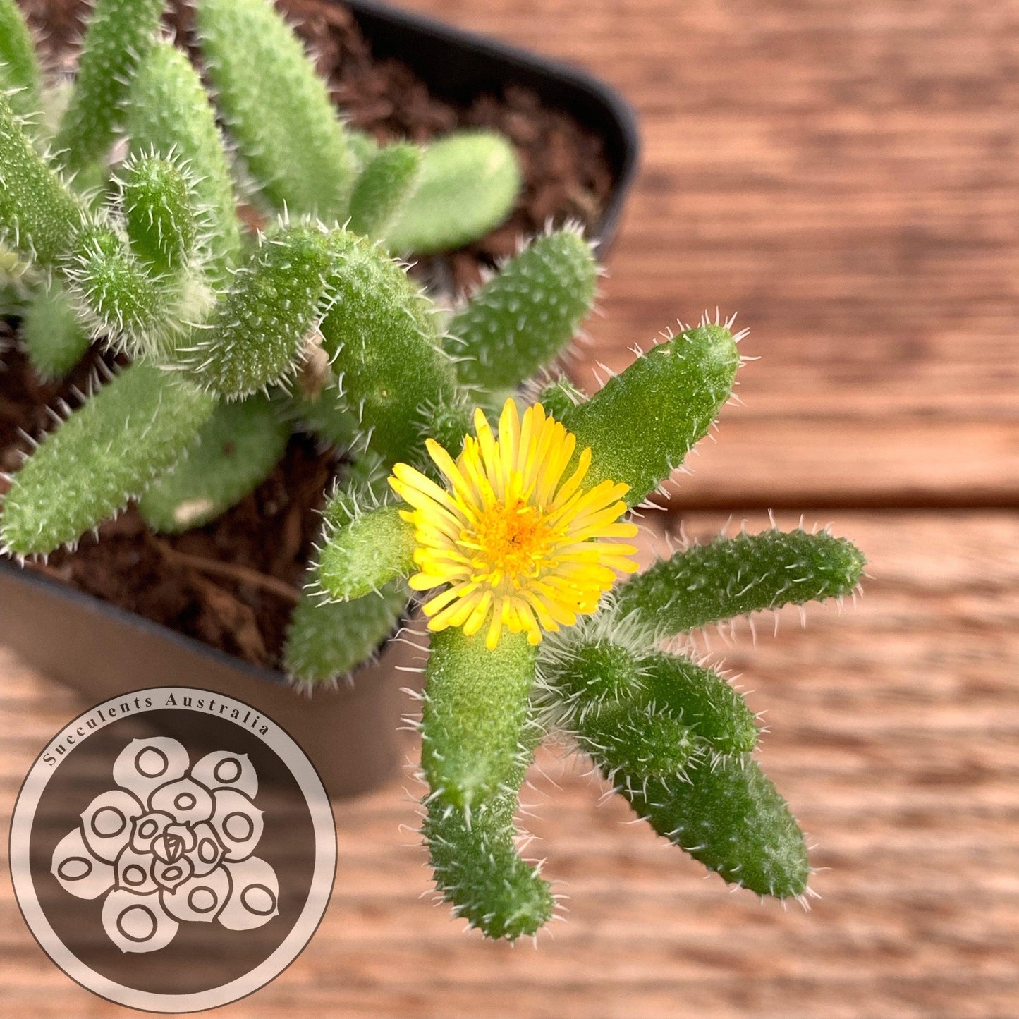 Delosperma Echinatum - View 16 from www redcrocus com