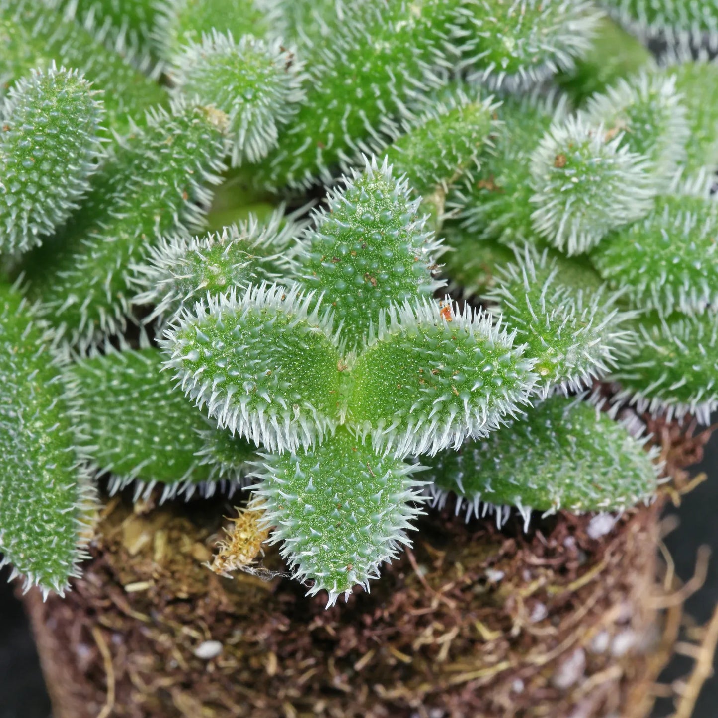 Delosperma Echinatum - View 18 from www redcrocus com