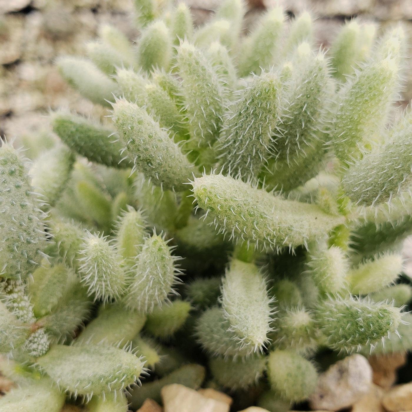 Delosperma Echinatum - View 19 from www redcrocus com