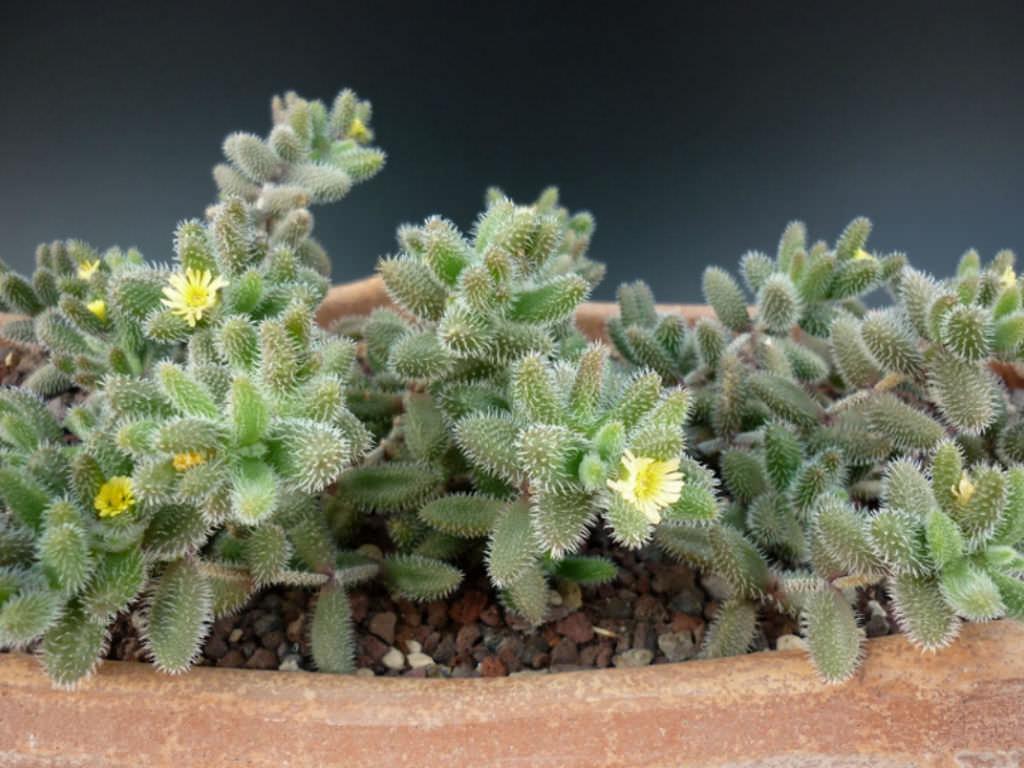 Delosperma Echinatum - View 2 from www redcrocus com