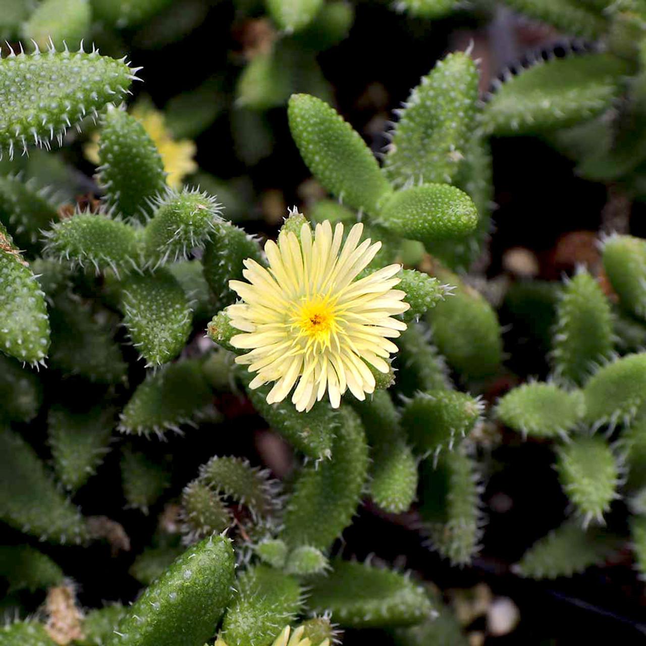 Delosperma Echinatum - View 4 from www redcrocus com
