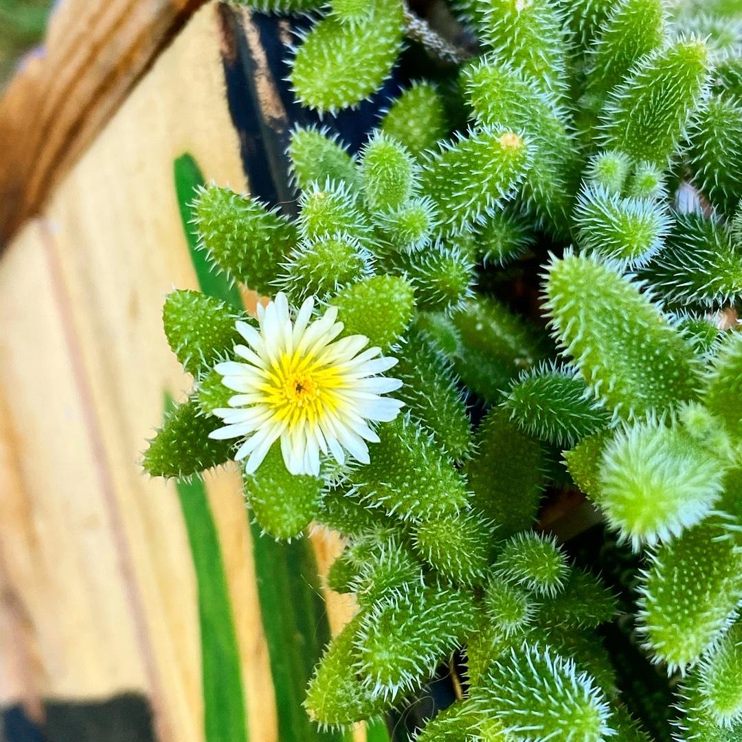 Delosperma Echinatum - View 8 from www redcrocus com