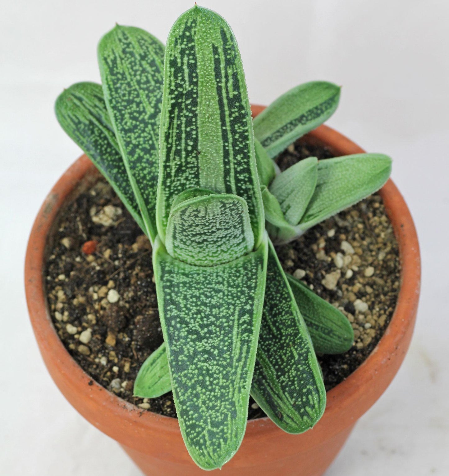 Gasteria Little Warty - View 10 from www redcrocus com