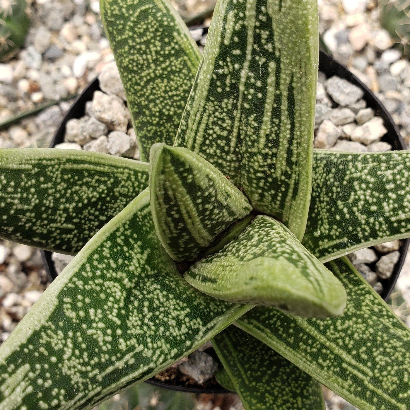 Gasteria Little Warty - View 11 from www redcrocus com