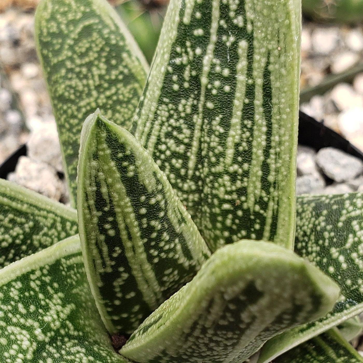 Gasteria Little Warty - View 12 from www redcrocus com