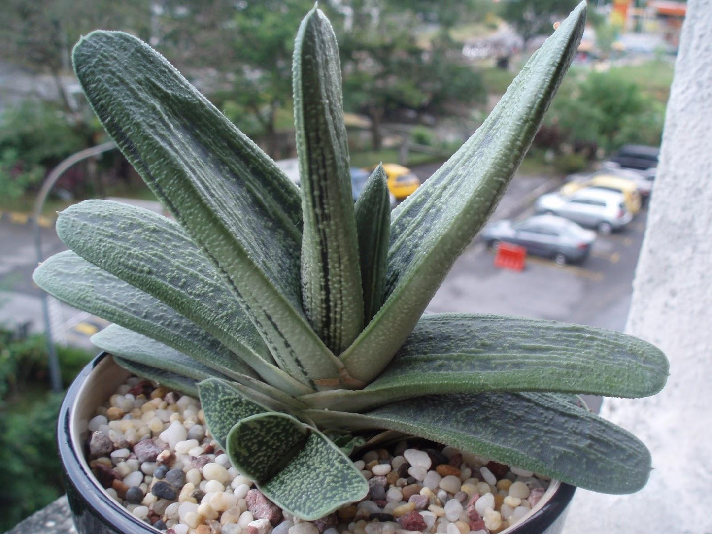 Gasteria Little Warty - View 13 from www redcrocus com