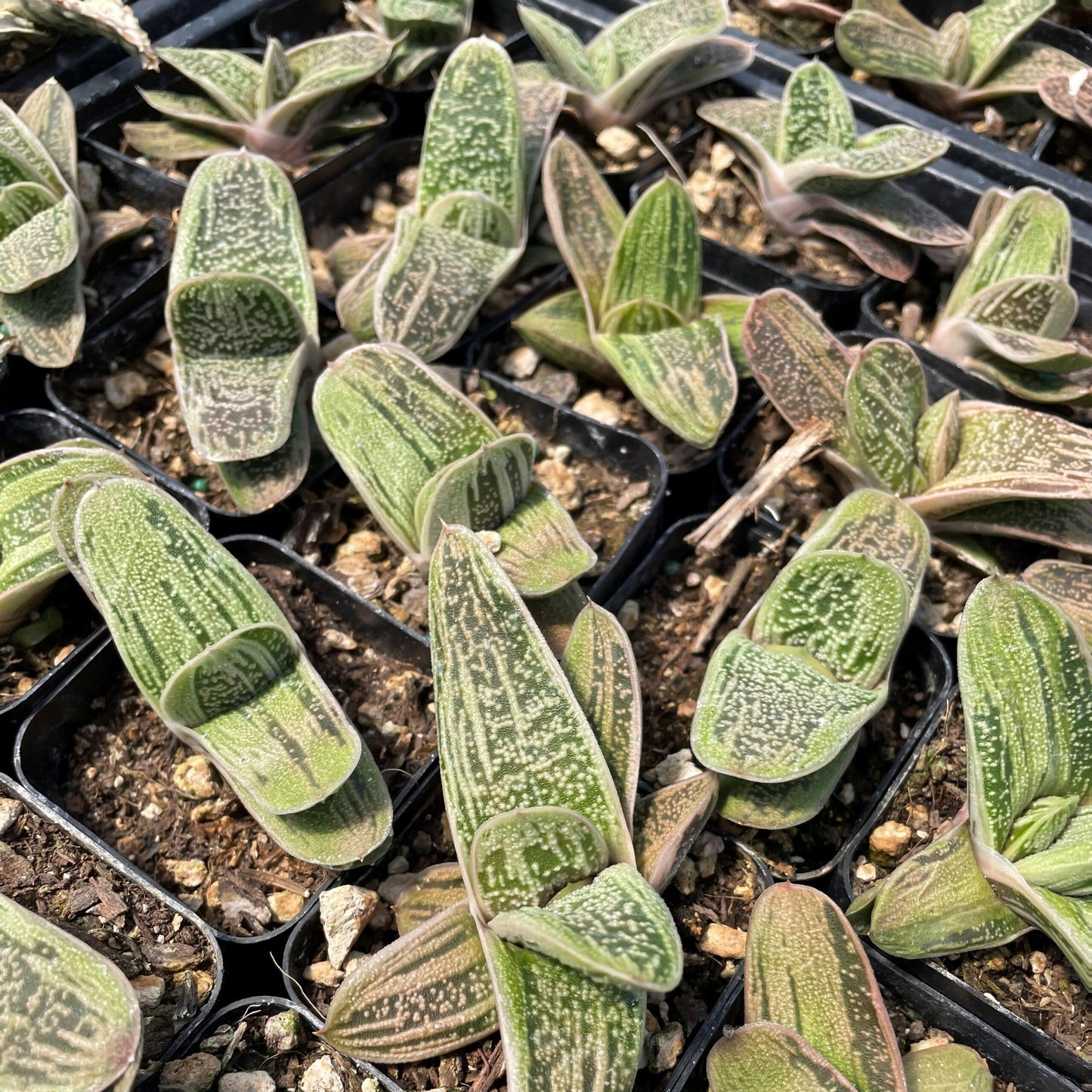 Gasteria Little Warty - View 14 from www redcrocus com