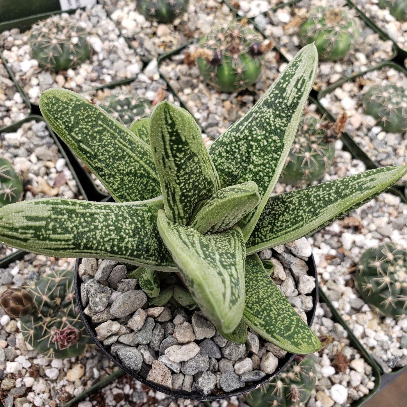 Gasteria Little Warty - View 15 from www redcrocus com