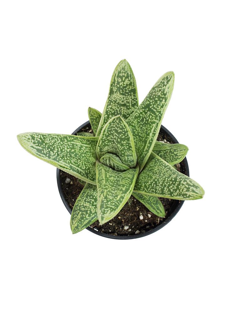 Gasteria Little Warty - View 16 from www redcrocus com