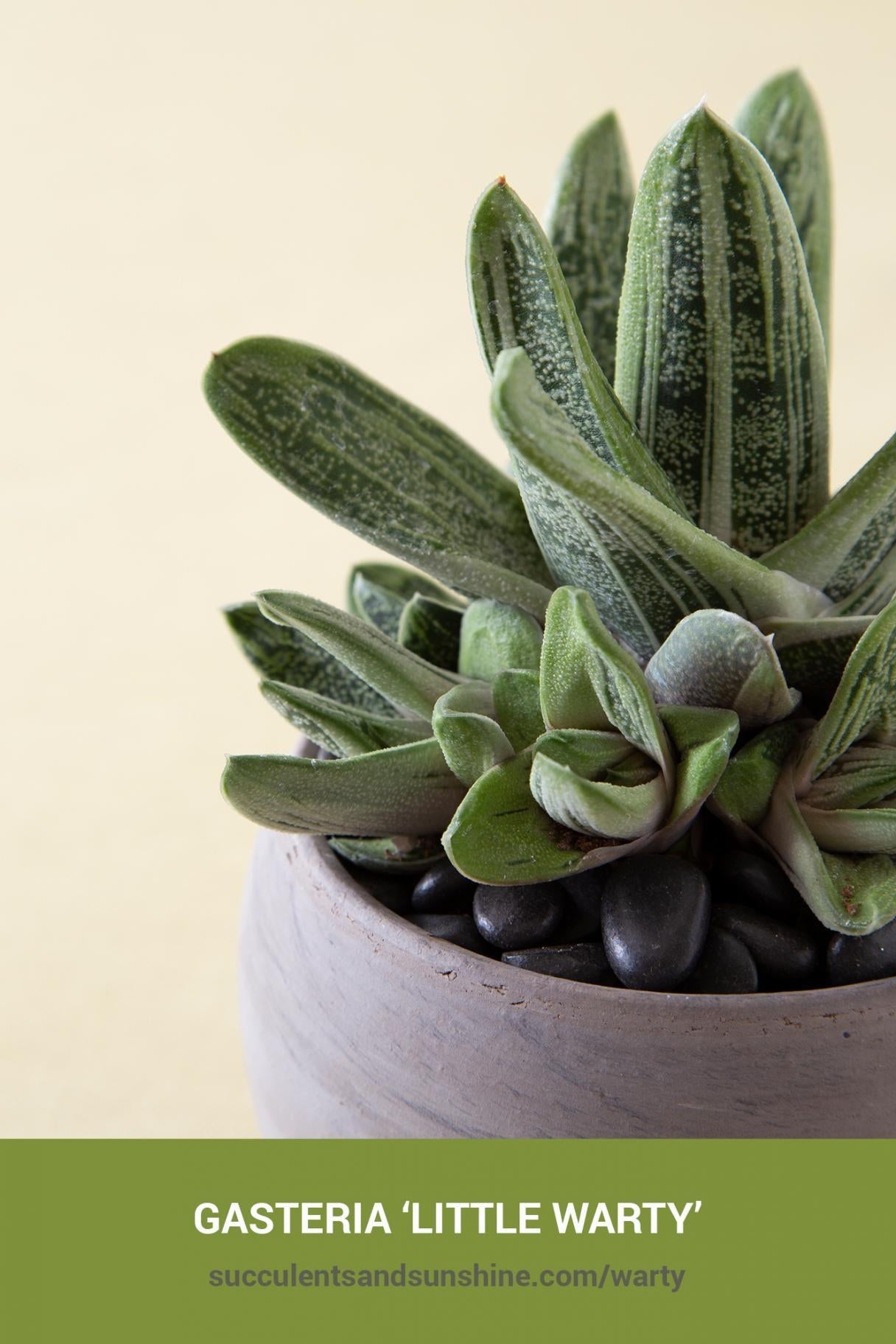 Gasteria Little Warty - View 18 from www redcrocus com