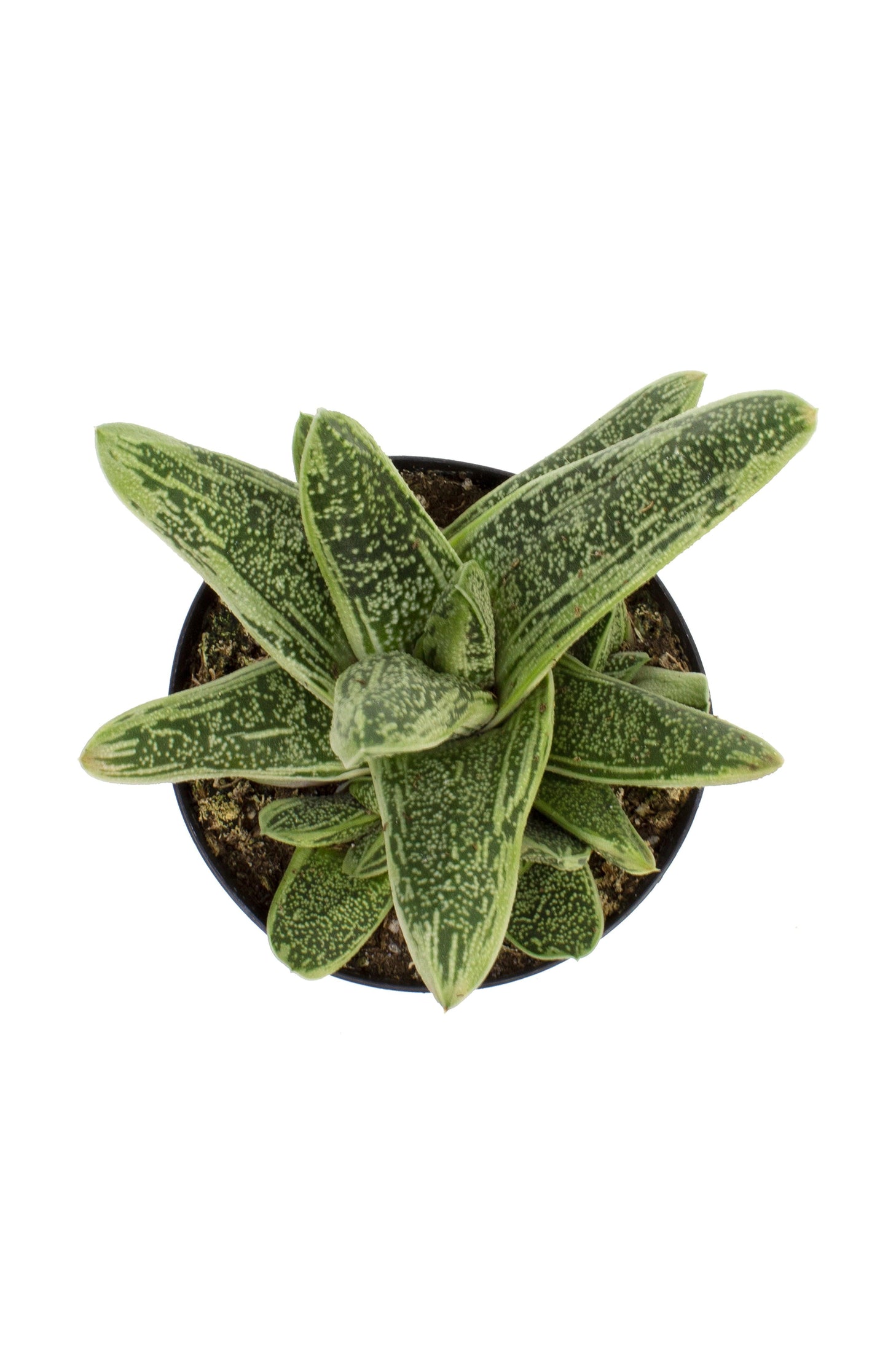 Gasteria Little Warty - View 19 from www redcrocus com