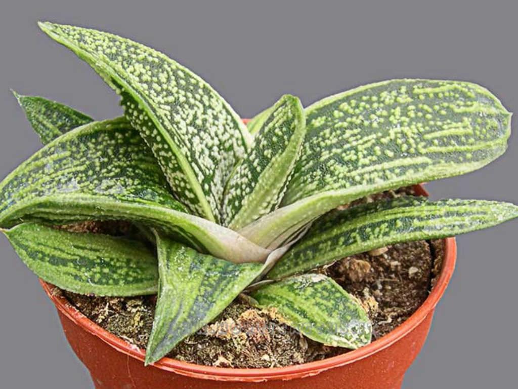 Gasteria Little Warty - View 2 from www redcrocus com