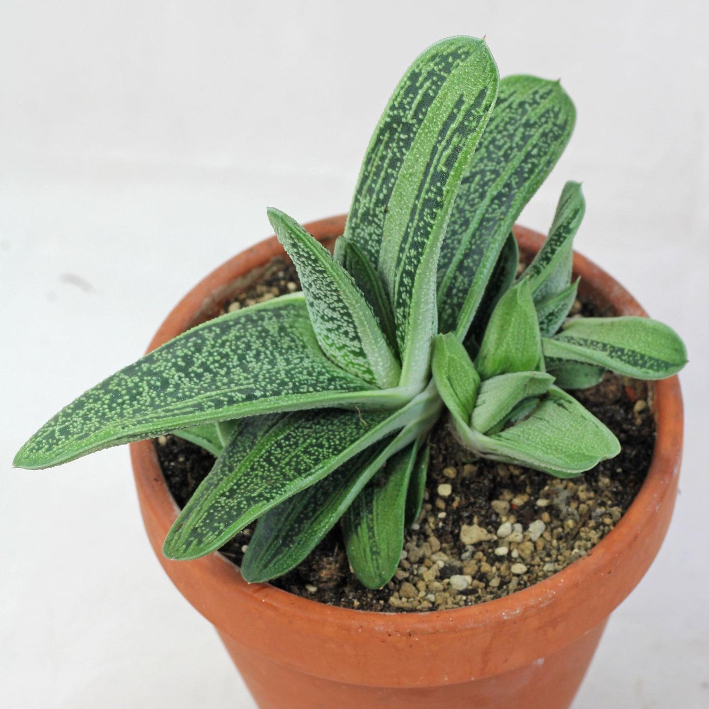 Gasteria Little Warty - View 3 from www redcrocus com