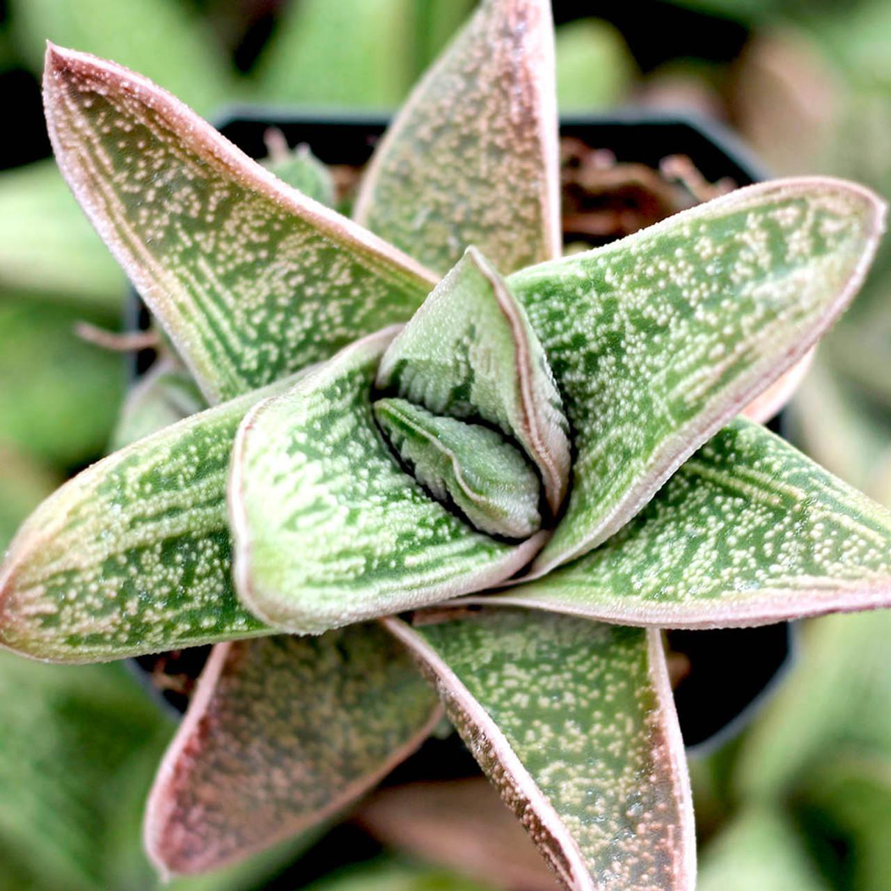 Gasteria Little Warty - View 4 from www redcrocus com