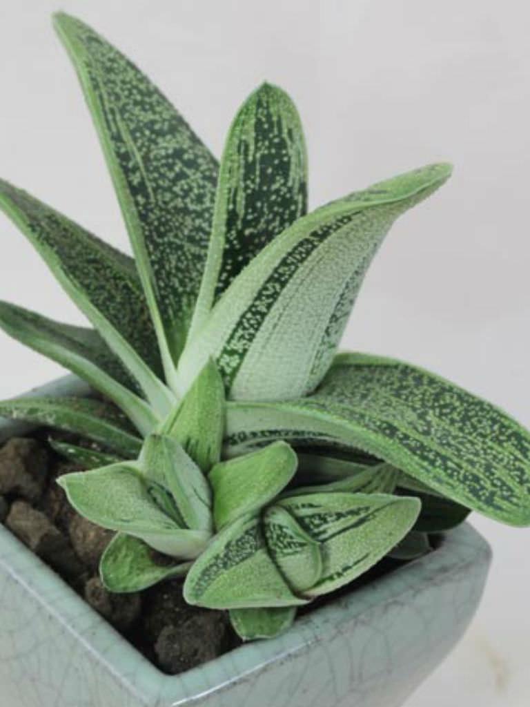 Gasteria Little Warty - View 5 from www redcrocus com
