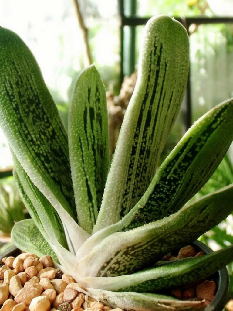 Gasteria Little Warty - View 6 from www redcrocus com