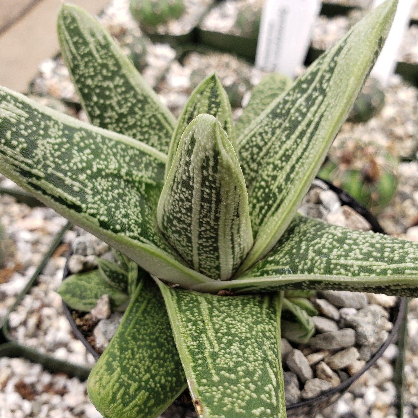 Gasteria Little Warty - View 7 from www redcrocus com
