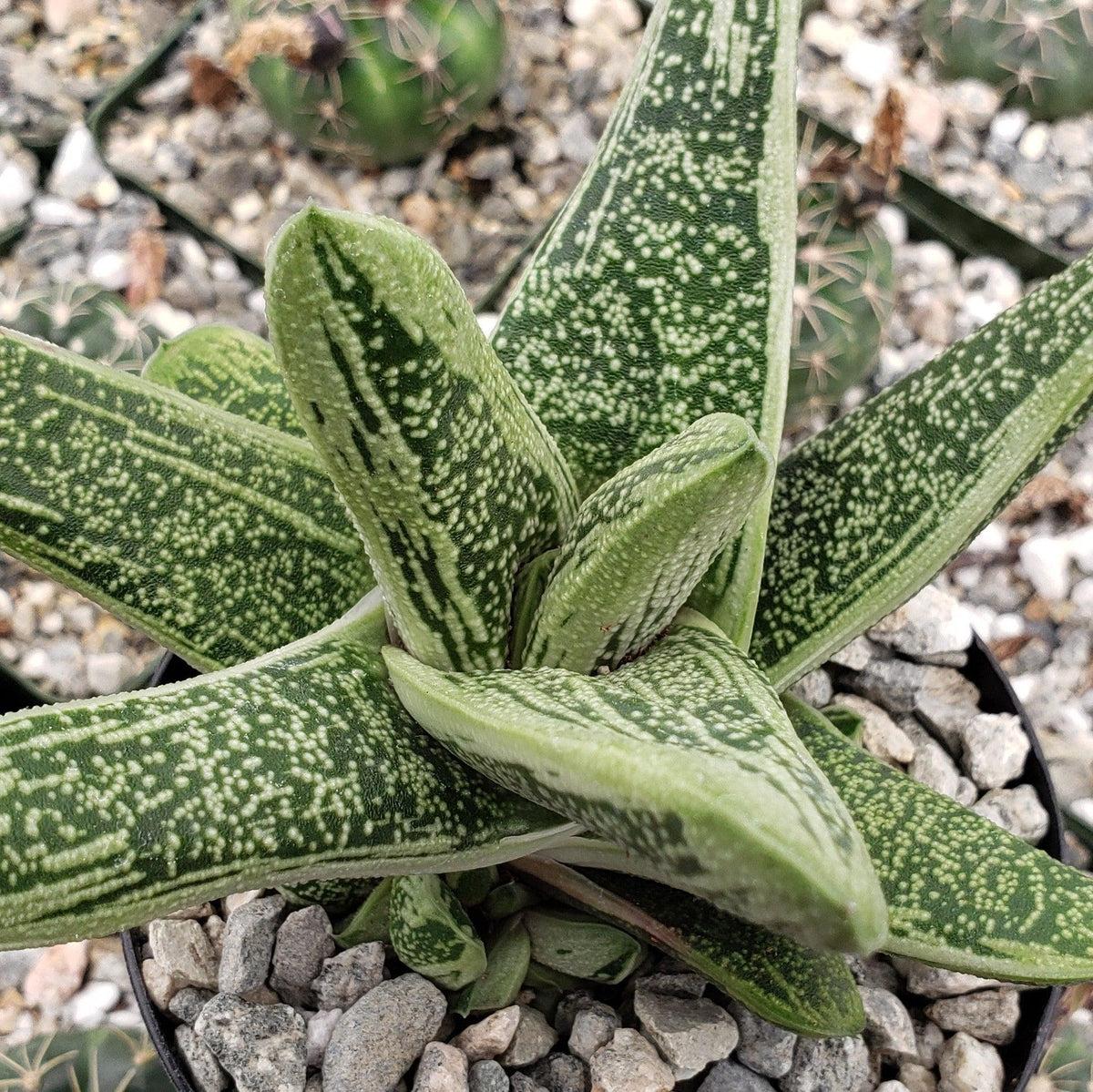 Gasteria Little Warty - View 8 from www redcrocus com