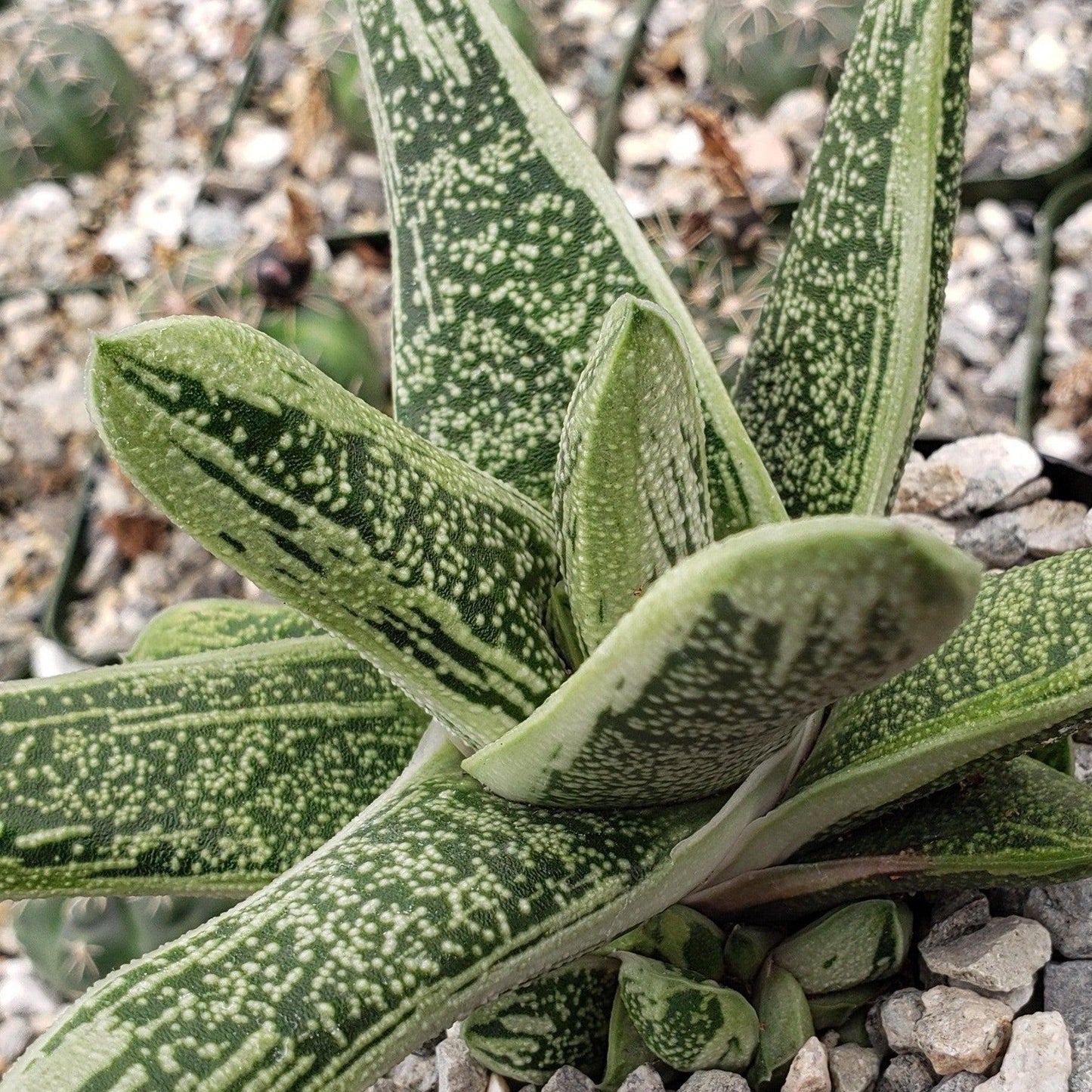 Gasteria Little Warty - View 9 from www redcrocus com