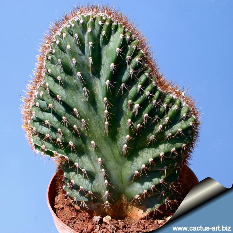 Cacti Cereus Jamacaru - View 12 from www redcrocus com