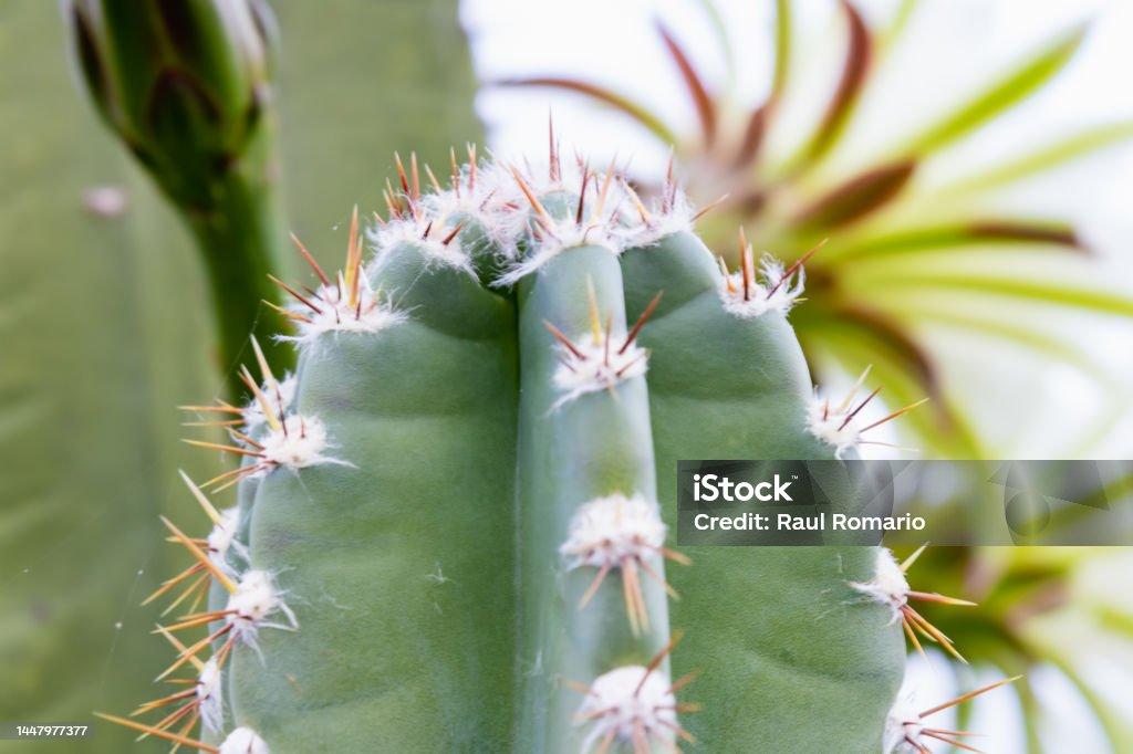 Cacti Cereus Jamacaru - View 14 from www redcrocus com