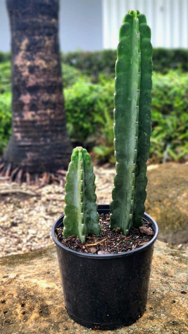 Cacti Cereus Jamacaru - View 15 from www redcrocus com