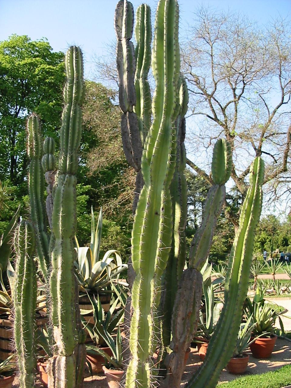 Cacti Cereus Jamacaru - View 16 from www redcrocus com