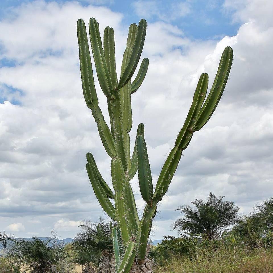 Cacti Cereus Jamacaru - View 17 from www redcrocus com