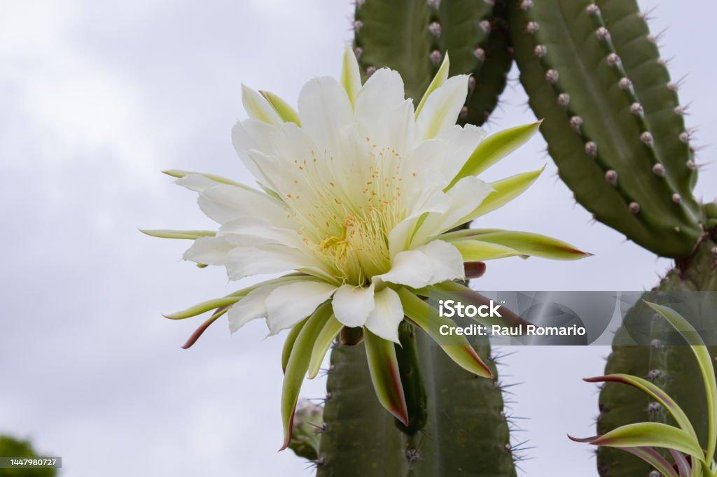 Cacti Cereus Jamacaru - View 18 from www redcrocus com
