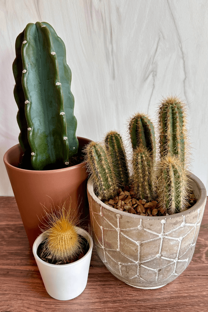 Cacti Cereus Jamacaru - View 19 from www redcrocus com