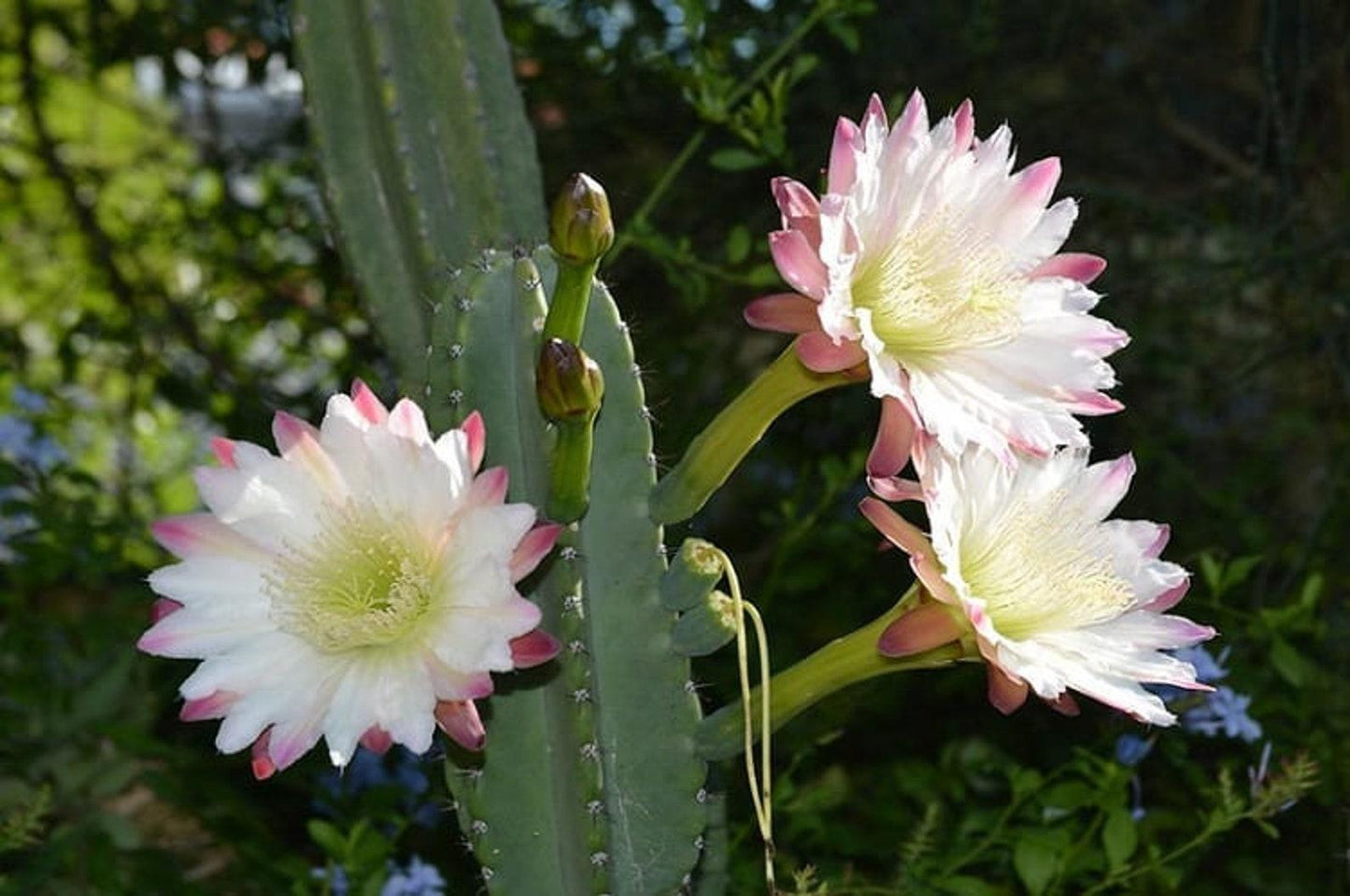 Cacti Cereus Jamacaru - View 1 from www redcrocus com