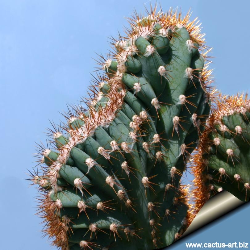 Cacti Cereus Jamacaru - View 20 from www redcrocus com
