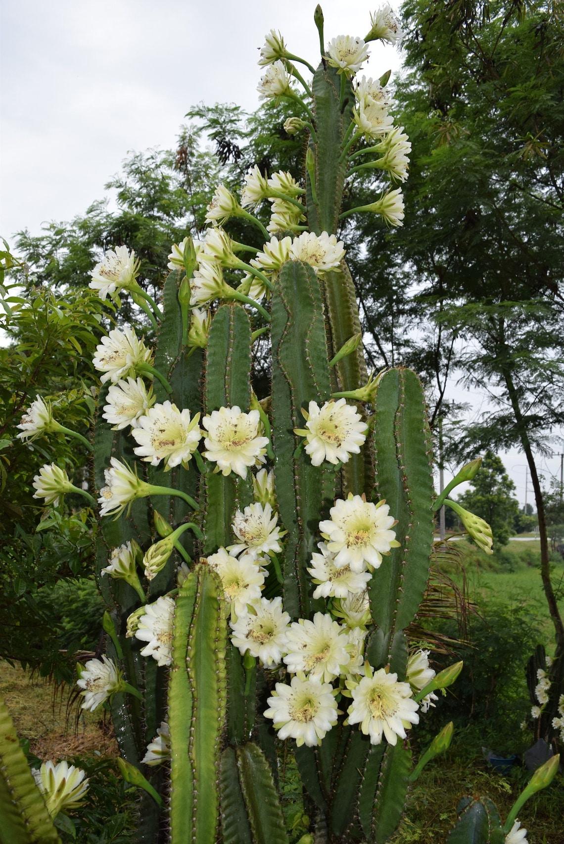Cacti Cereus Jamacaru - View 3 from www redcrocus com