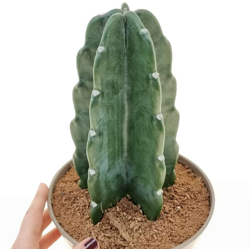 Cacti Cereus Jamacaru - View 3 from www redcrocus com