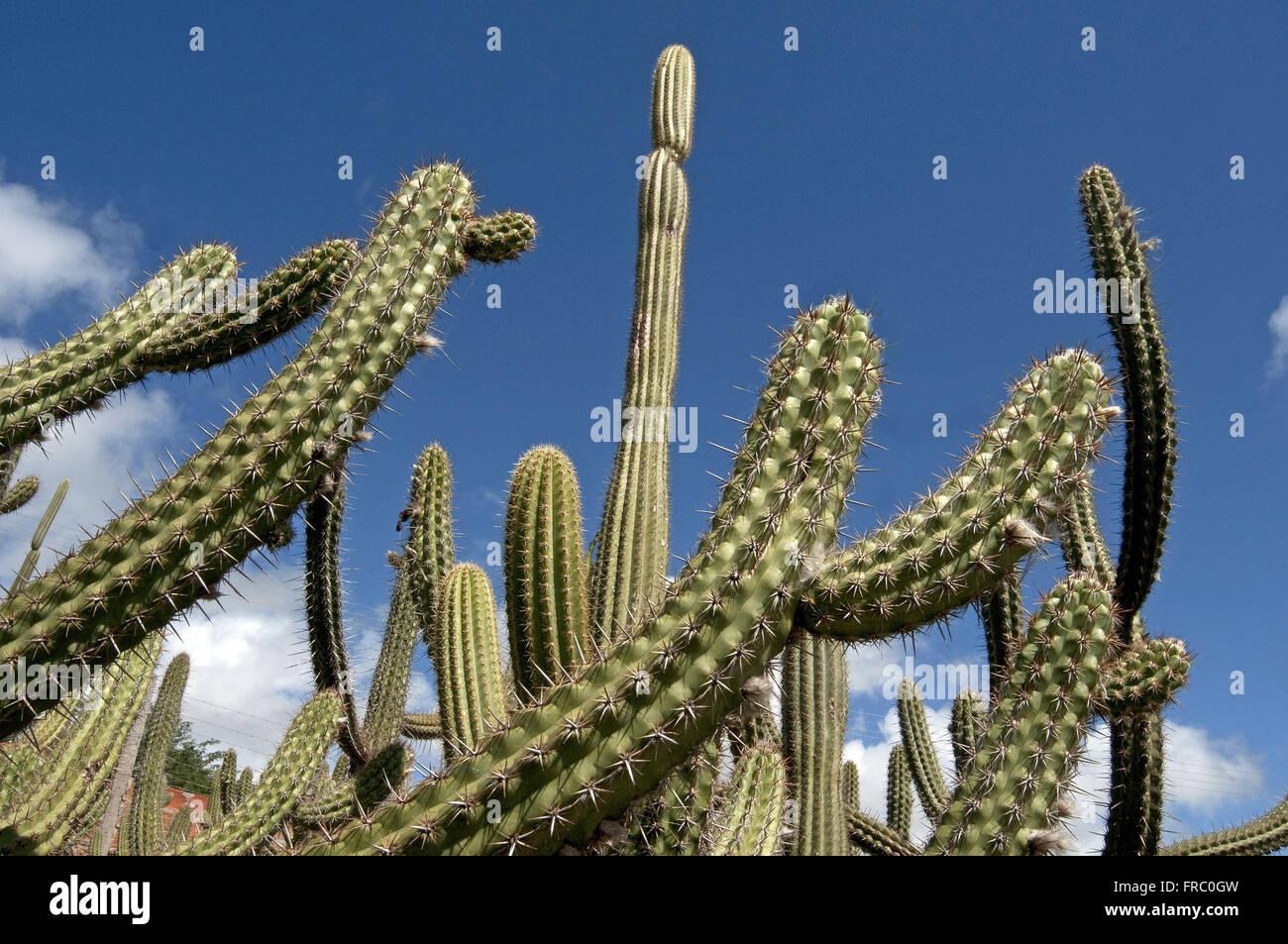 Cacti Cereus Jamacaru - View 4 from www redcrocus com