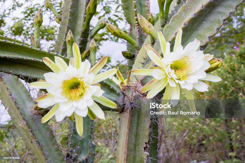 Cacti Cereus Jamacaru - View 5 from www redcrocus com