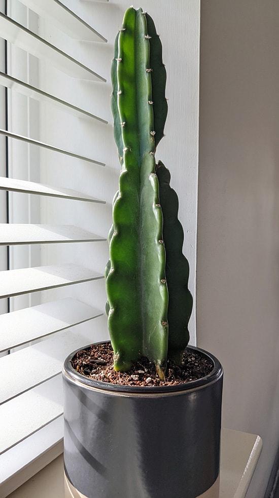 Cacti Cereus Jamacaru - View 6 from www redcrocus com