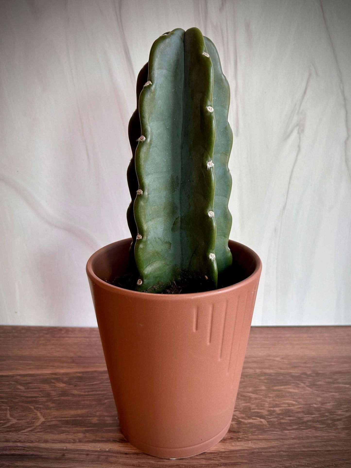 Cacti Cereus Jamacaru - View 7 from www redcrocus com