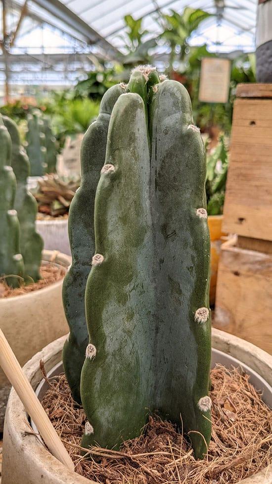 Cacti Cereus Jamacaru - View 9 from www redcrocus com
