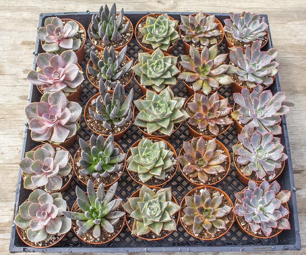 Echeveria Assorted - View 8 from www redcrocus com